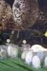 DSC06633g