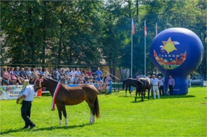 Wręczenie nagród w Klikowskiej Paradzie Konnej