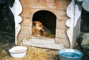 piesek w budzie