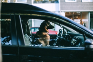 auto