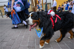 Berneńczyk