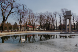 łabędzie
