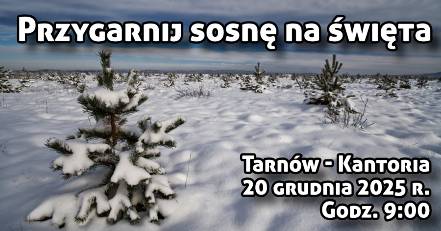 Plakat akcji "Przygarnij sosnę na święta"