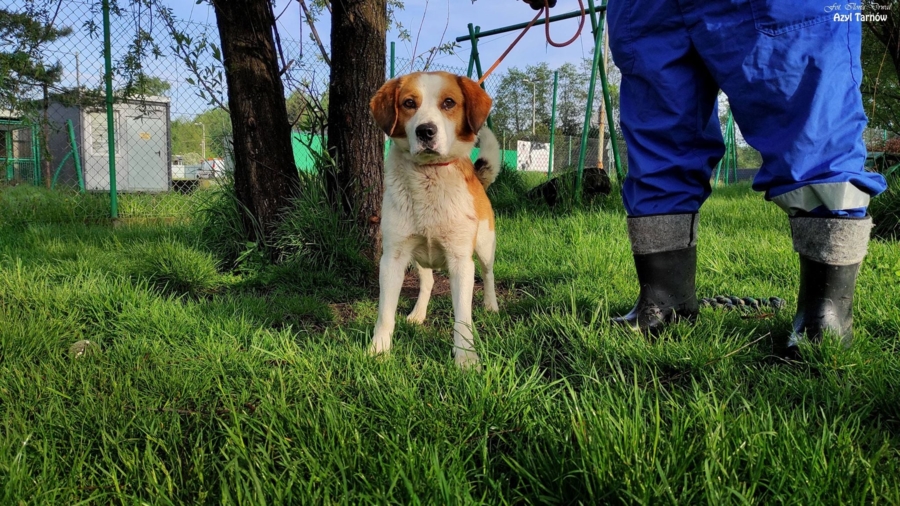 Pies z asylu