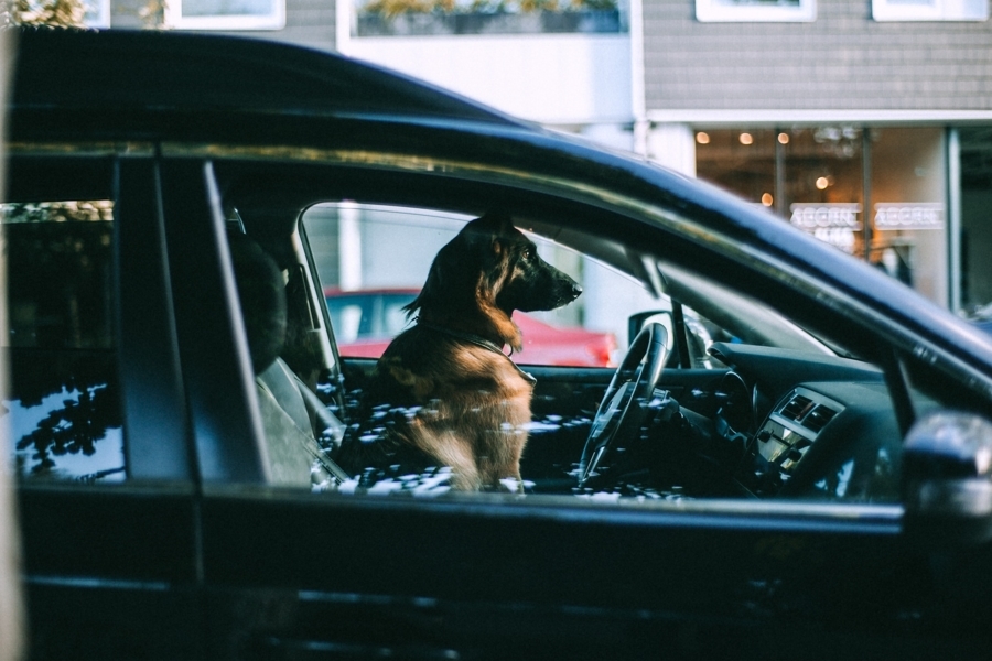 auto